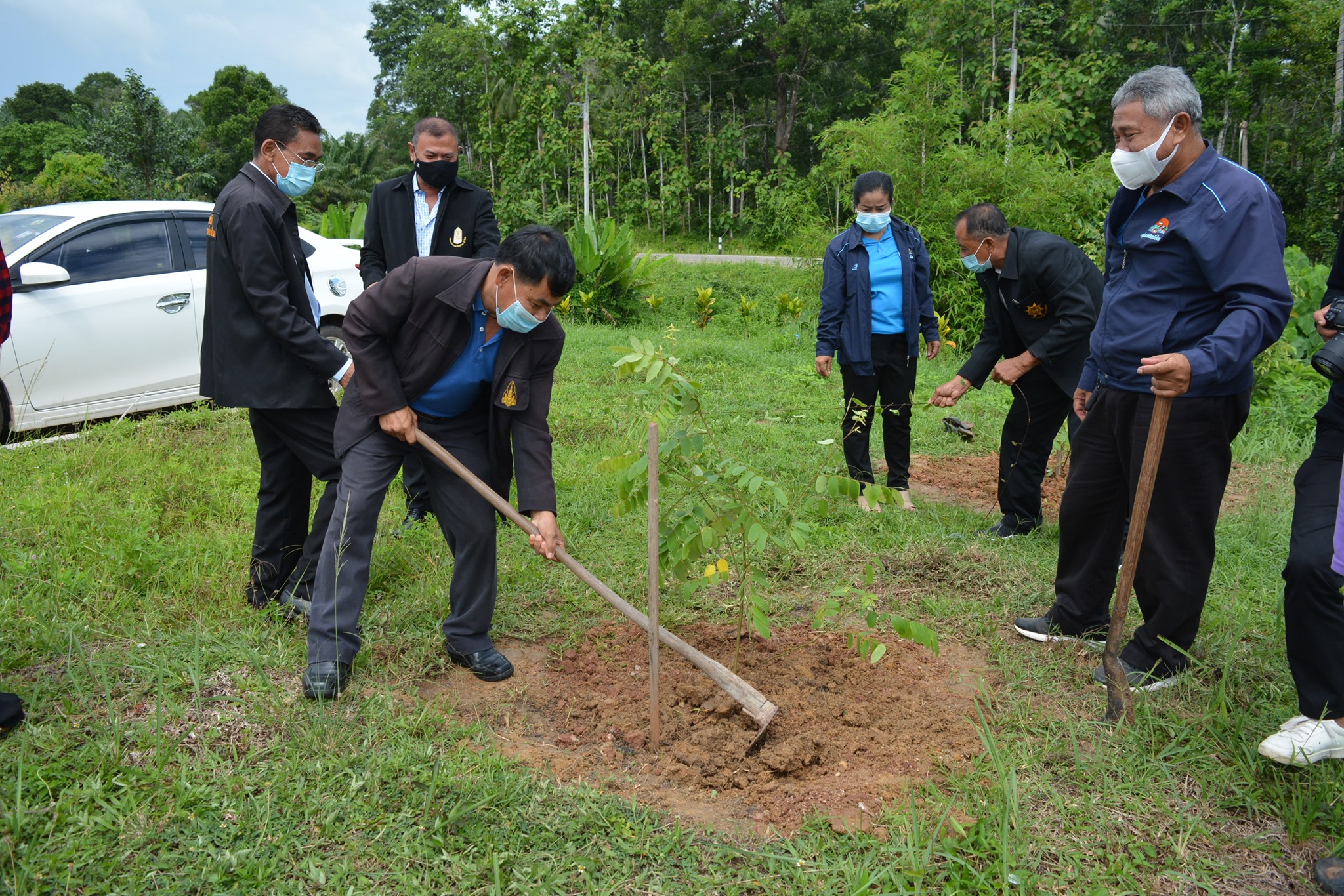 นำร่องทำกิจกรรมปลูกต้นไม้  #ต้นนางพญาเสือโคร่ง (Wild Himalayan Cherry)